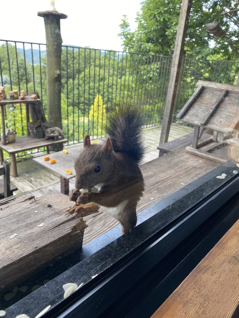エゾリスとシマリス☆北海道旅行、ところ変われば1 | 山本由紀子の